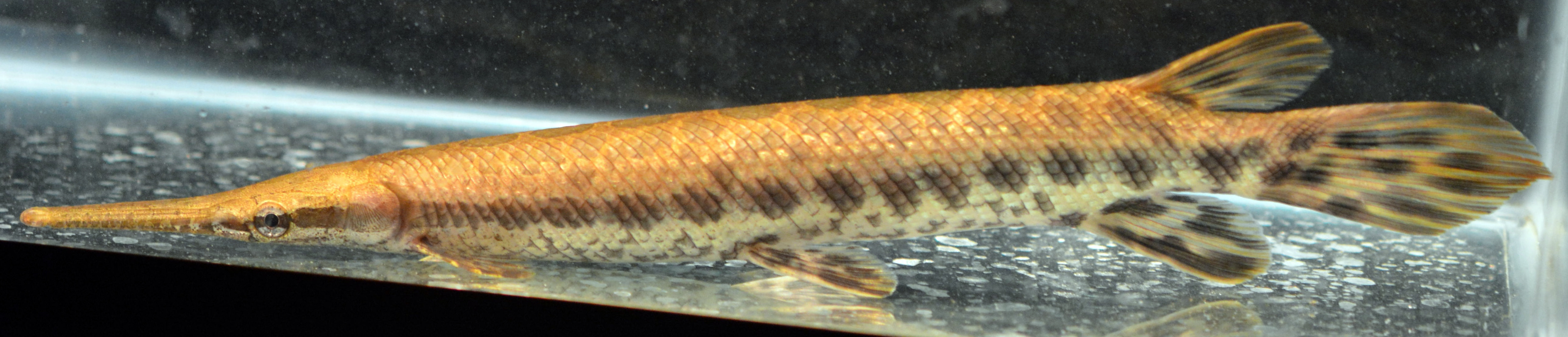 A photo of an adult gar.