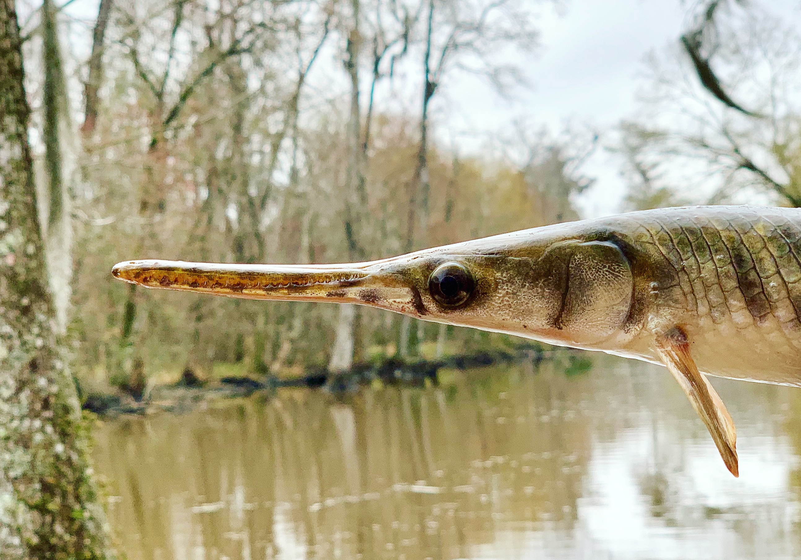 A photo shows a close-up profile of a gar.