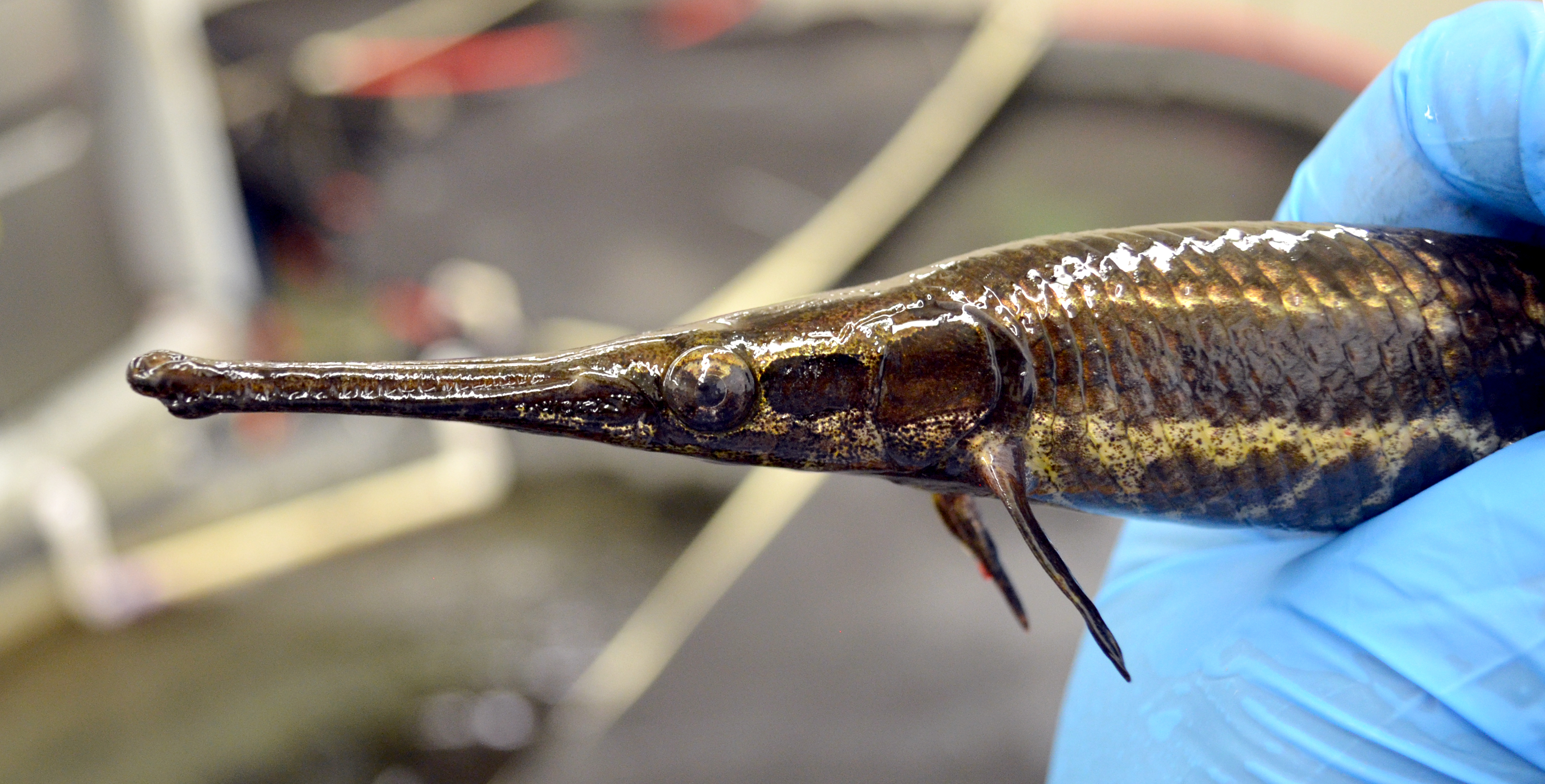 A blue-gloved hand holds a spotted gar, a narrow fish with earthy colors and a long, boopable snoot.