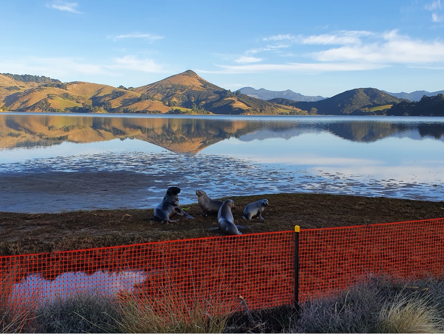 Orange fence in front of sea lions laying on the beach