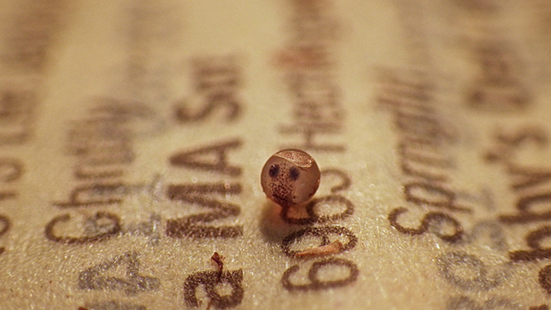 A close-up photo shows a Rio pearlfish embryo before diapause, which looks like a dusky gray orb speckled with dark spots, sitting on a document. The embryo is roughly half the size of the text on the page (because of the framing and focus of the photo, the text does not form any recognizable words).