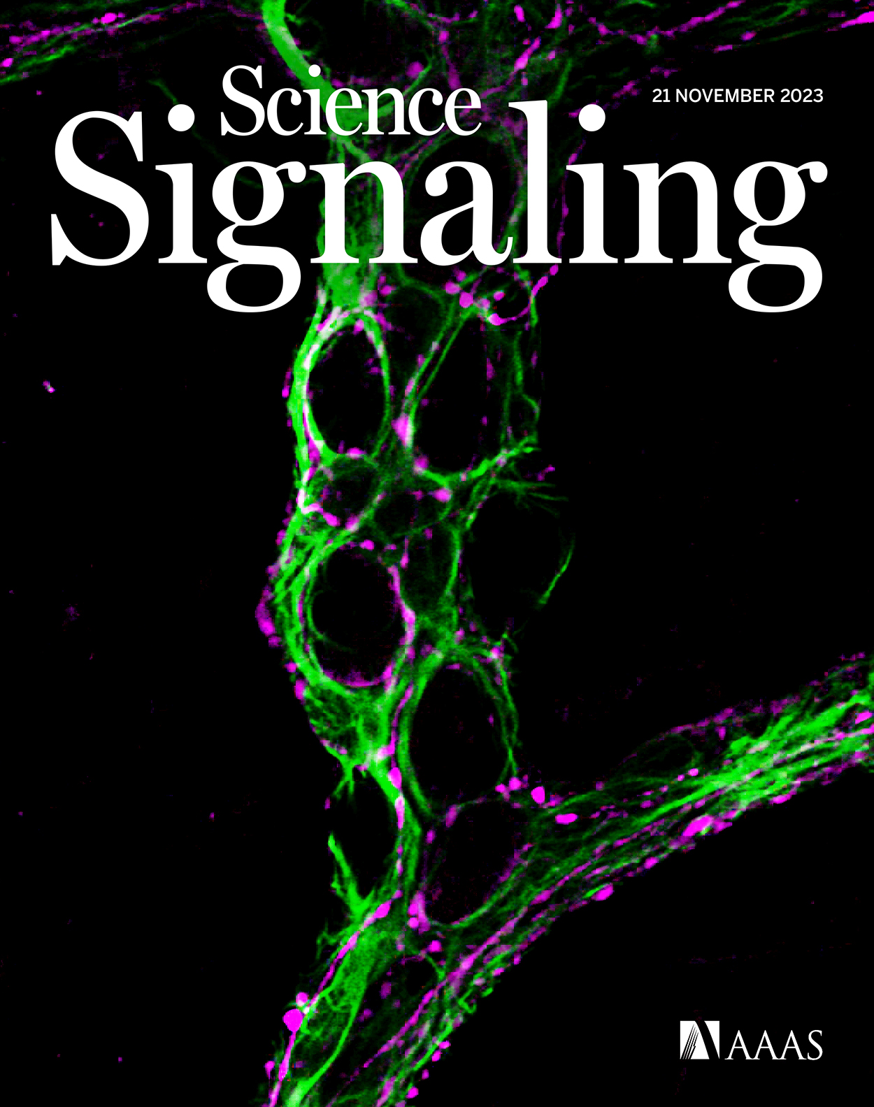 The cover of the November 21 issue of the journal of Science Signaling, published the American Association for the Advancement of Science, shows microscopic cells from the gut that glow green and purple under a microscope.