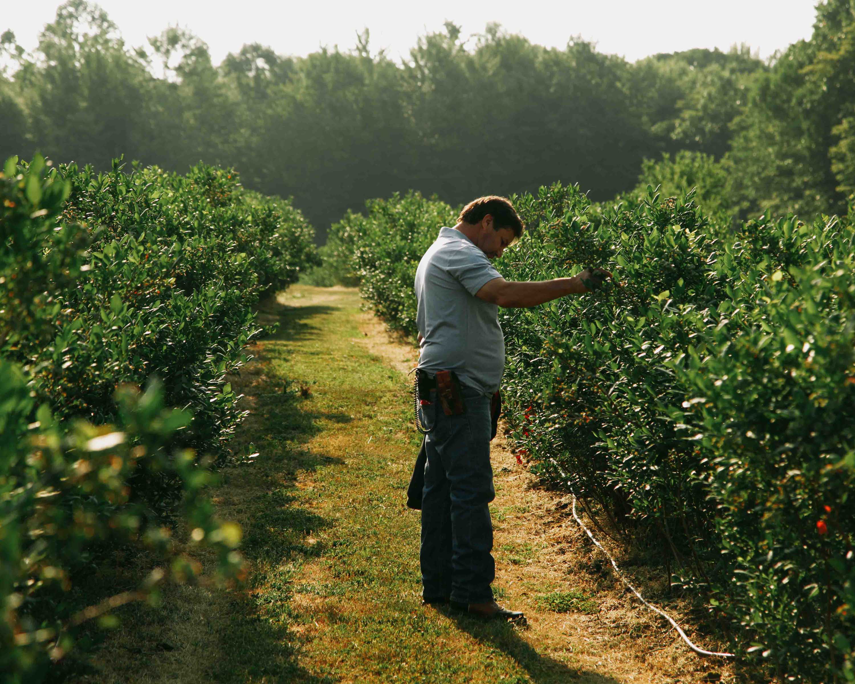 Full figure of Solorio standing in a row of blueberries, lifting a branch to look at the leaves.