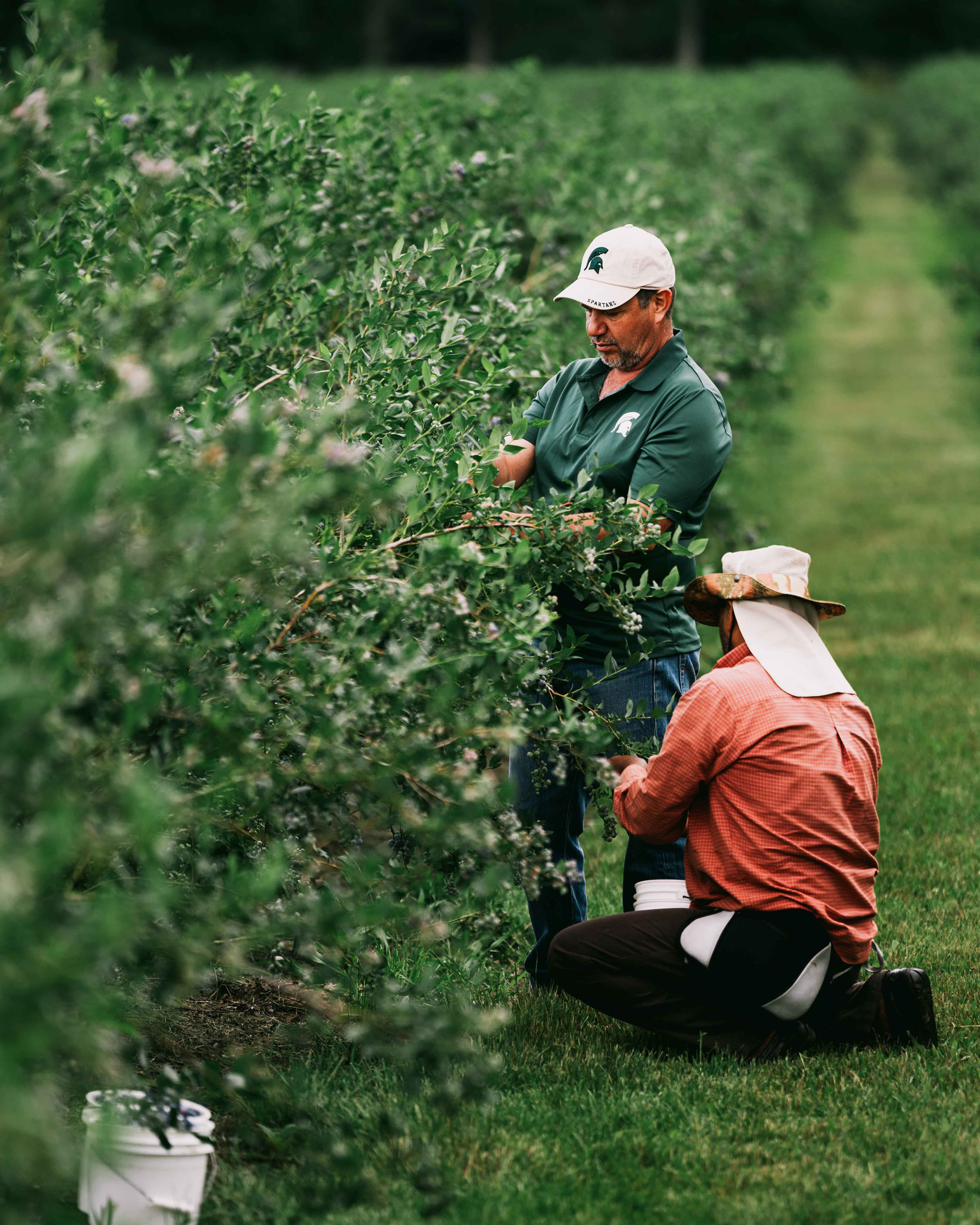 A farmworker is crouched down picking blueberries and chats with MSU agronomist who is standing.