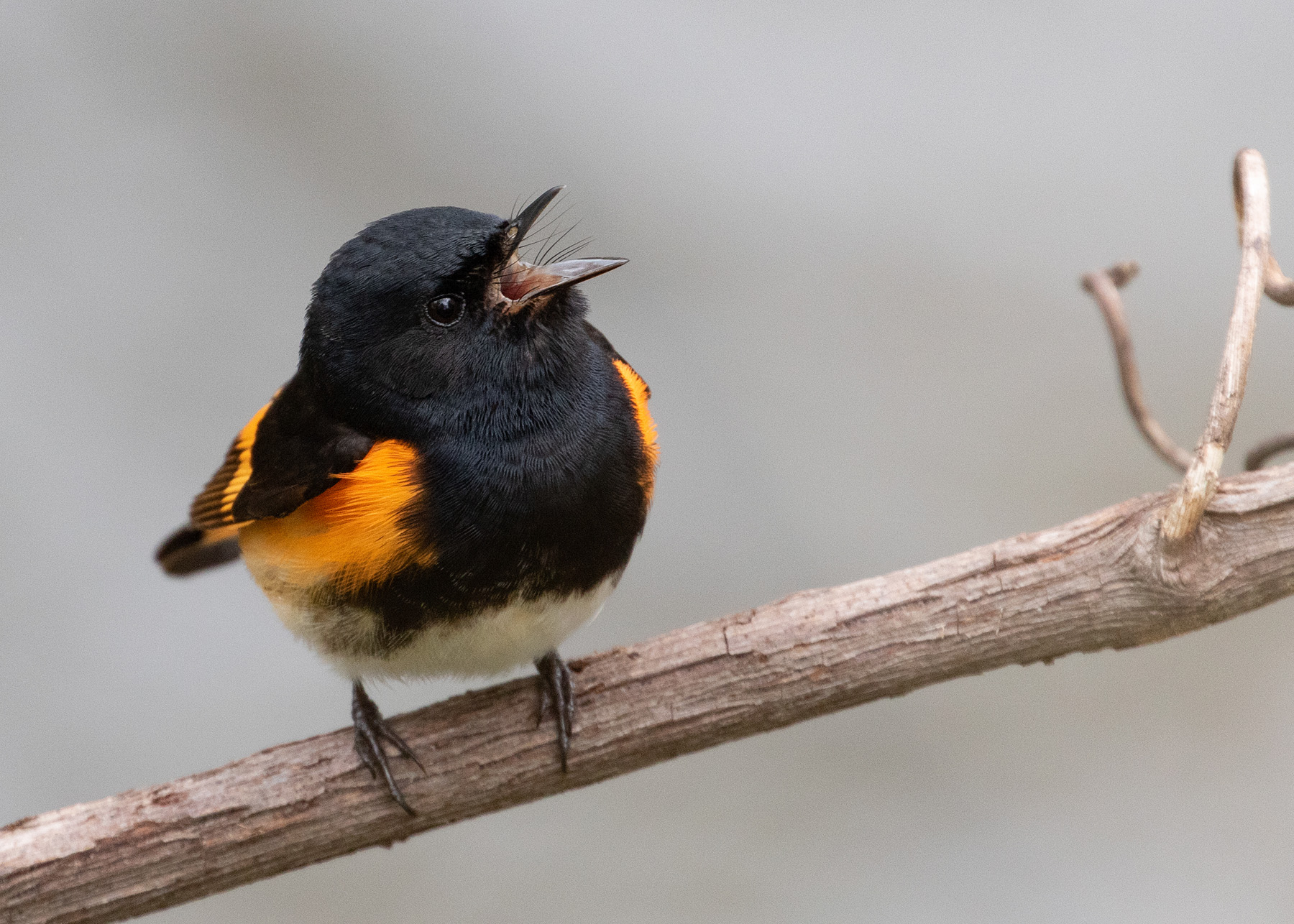 An adult male American redstart with black, white and bright orange feathers calling from a branch.