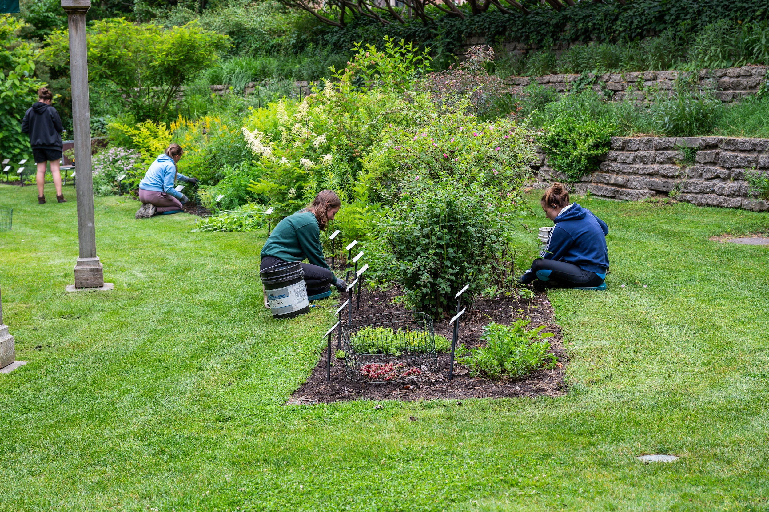People planting flowers in the collections of the W.J. Beal Botanical Garden at Michigan State University.