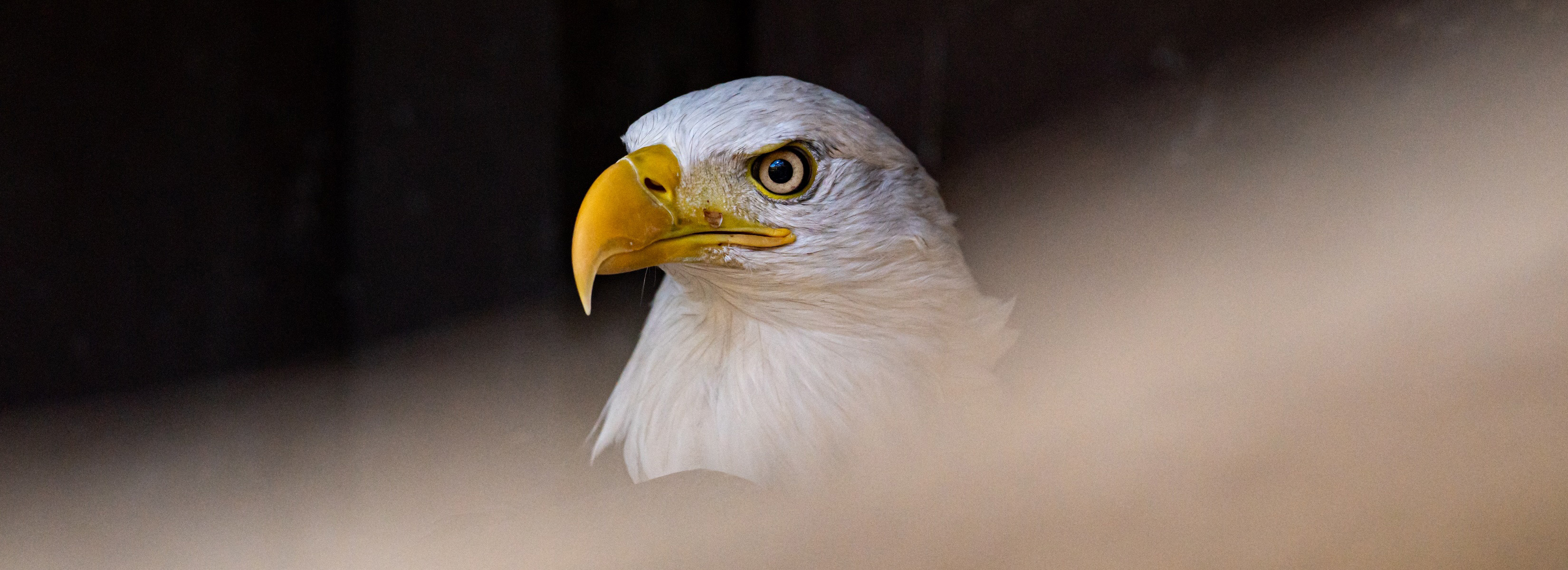 Close up of a bio station eagle's head