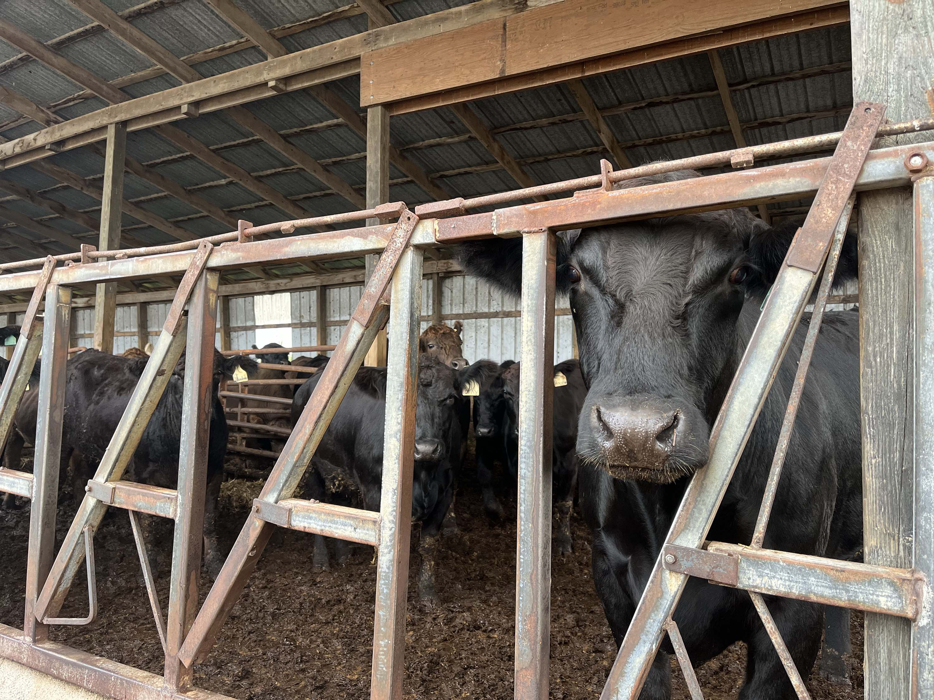 Cattle in barn