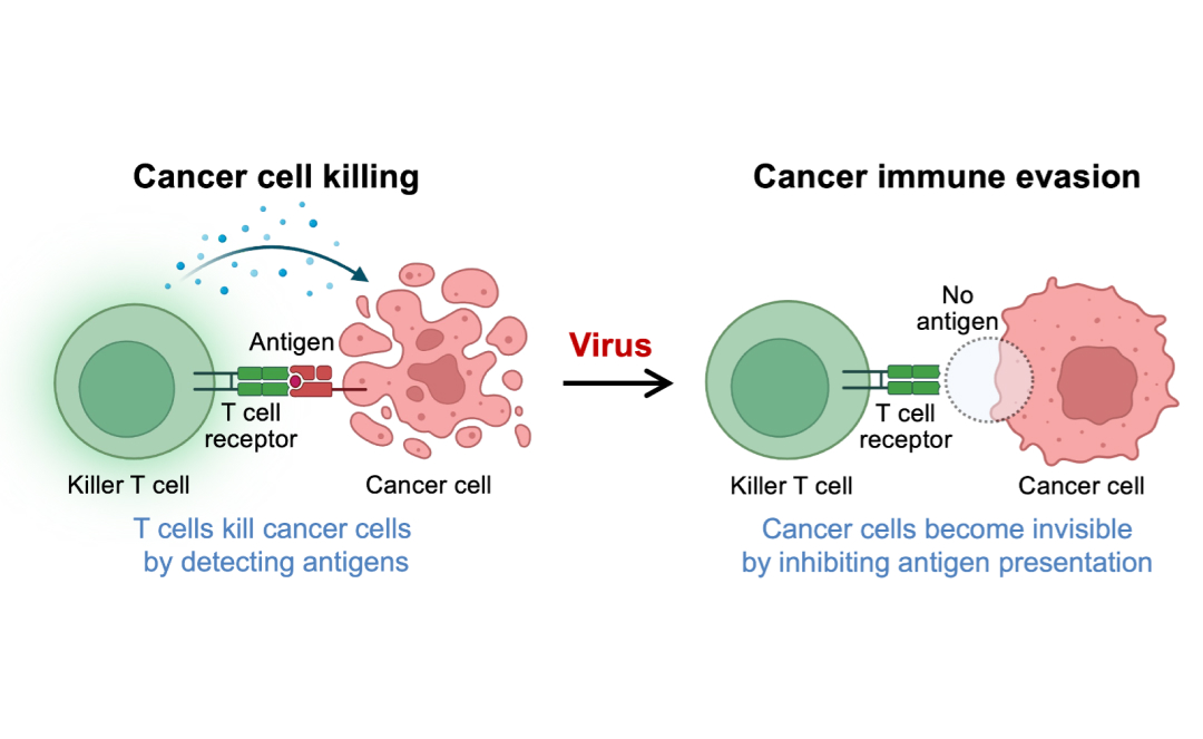 Illustration comparing cancer cell killing versus immune evasion. On the left, a killer T cell detects and kills a cancer cell using antigens. On the right, a virus-infected cancer cell evades detection by not presenting antigens, preventing T cell response.