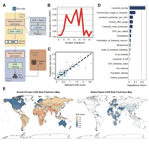 A multi-panel scientific figure illustrating the process and findings of a global antibiotic resistance gene (ARG) risk prediction model related to livestock manure. Panel A shows a flowchart of the modeling process including data input, hyperparameter optimization, feature selection using Support Vector Regression (SVR), and inference on untested regions. Panel B displays a line graph of mean squared error versus the number of features, identifying the optimal number of features with the lowest error. Panel C presents a scatter plot comparing predicted ARG risk scores to standard risk scores, with most points closely following the diagonal line, indicating strong model accuracy. Panel D is a horizontal bar graph ranking the importance of various features in predicting ARG risk, with livestock density and antimicrobial usage in livestock being the most influential. Panel E includes two world maps showing predicted ARG risk scores for chickens (left) and swine (right), with darker regions indicating higher predicted risk. The chicken map highlights higher risk in South and Southeast Asia, while the swine map shows elevated risk in parts of Europe and East Asia.
