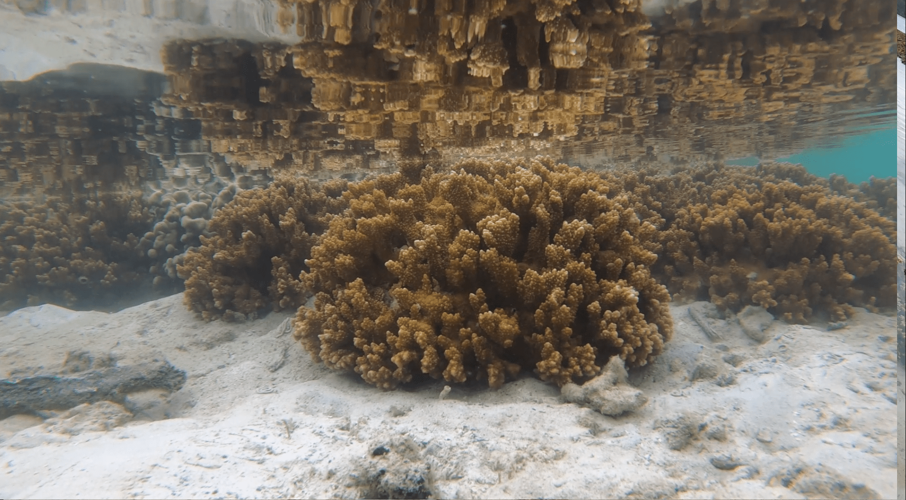 A gold-yellow, spiky specimen of rice coral underwater.