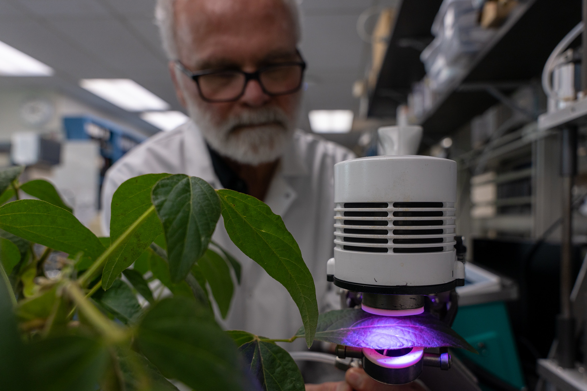 Tom Sharkey measures the rate of photosynthesis and isoprene being released by a soybean plant. (Photo credit: Finn Gomez)
