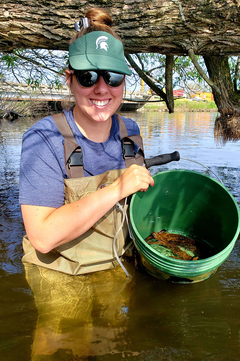 A person wearing a blue shirt, brown waders, and a green cap with a white Spartan helmet logo is standing in shallow water under a tree. They are holding a green bucket containing several sea lampreys. In the background, there are trees and a bridge over the water.