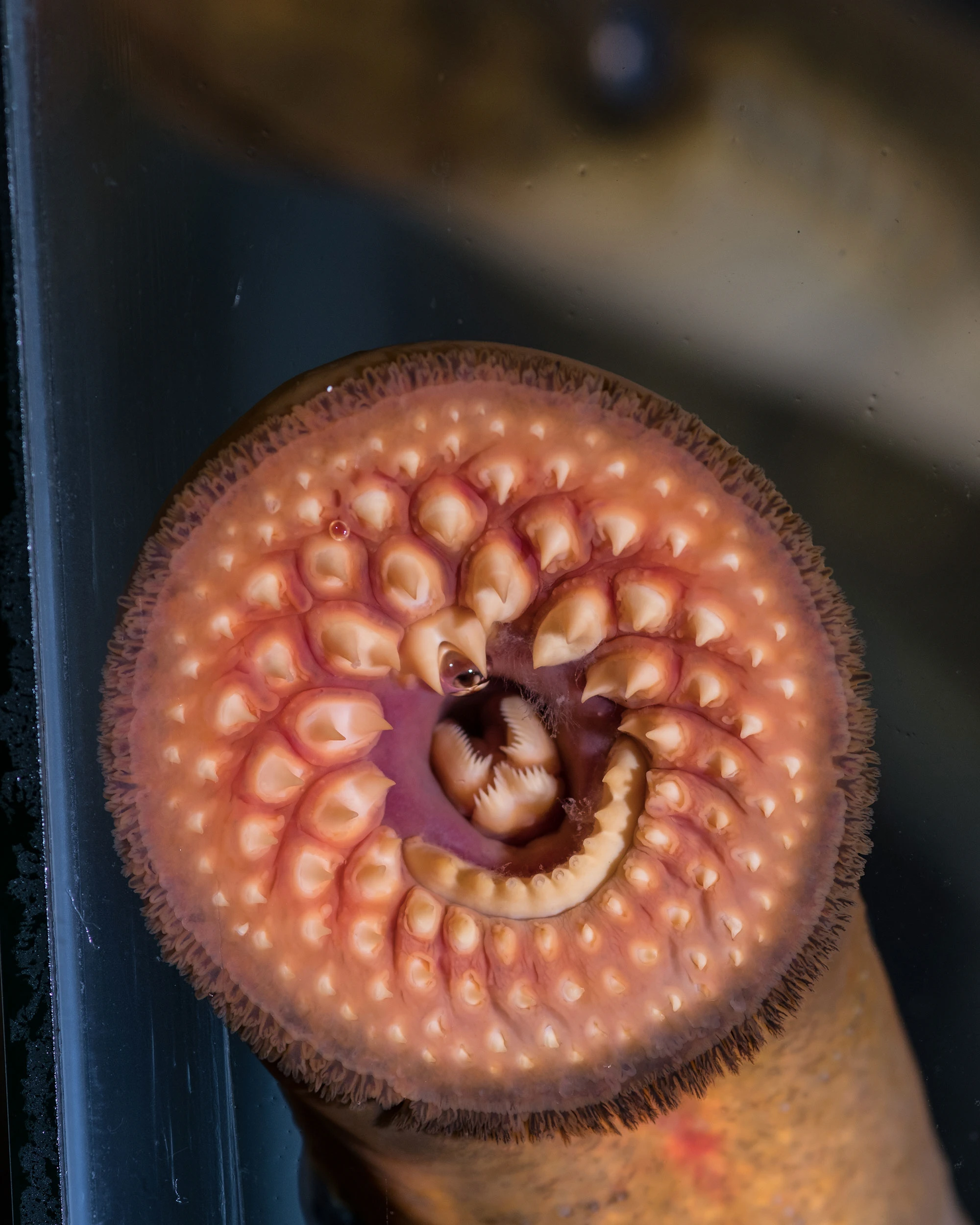 A close-up image of the mouth of a lamprey, showing its circular, disc-shaped structure lined with sharp, conical teeth. The teeth are arranged in a spiral pattern around a central opening, which reveals the lamprey’s tongue and internal structures. The surrounding area is pinkish-orange, and the lamprey’s body can be seen partially in the background.